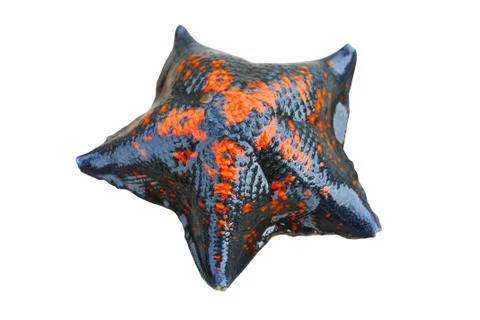 Starfish Fotos de archivo