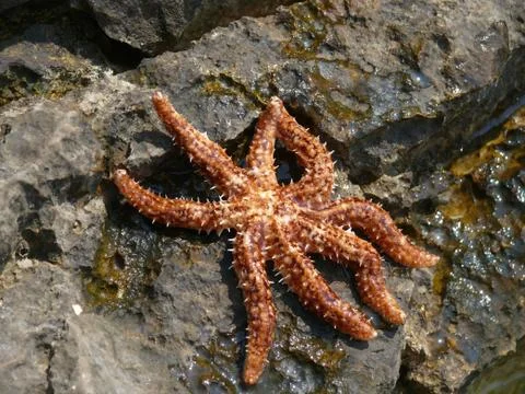 Starfish Stock Photos