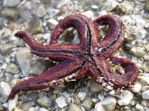 Starfish Stock Photos
