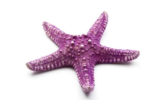 Starfish Stock Photos