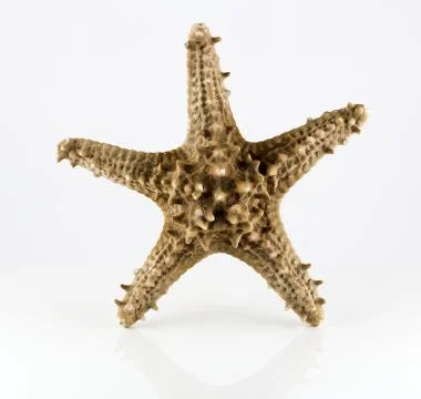 Starfish Stock Photos