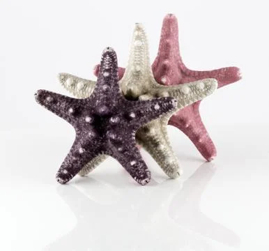 Starfish Stock Photos