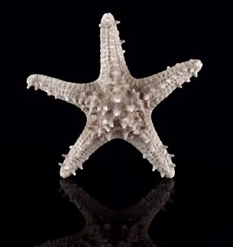 Starfish Stock Photos