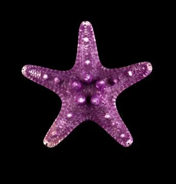 Starfish Stock Photos