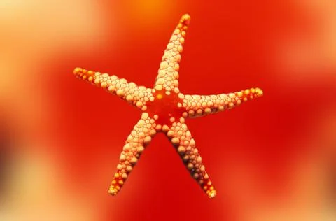 Starfish Stock Photos