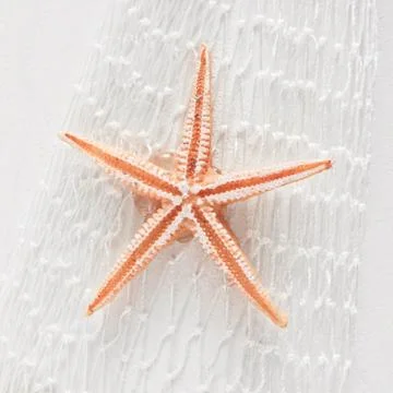 Starfish Stock Photos