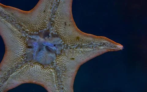 Starfish Stock Photos