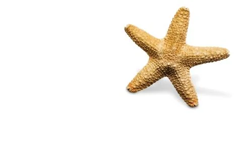 Starfish Stock Photos