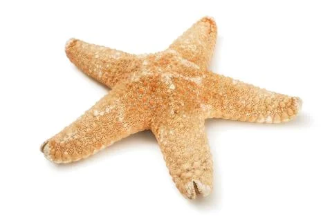 Starfish Stock Photos