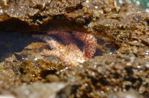 Starfish Stock Photos