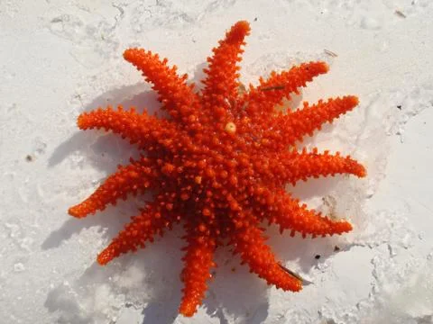 Starfish Foto stock