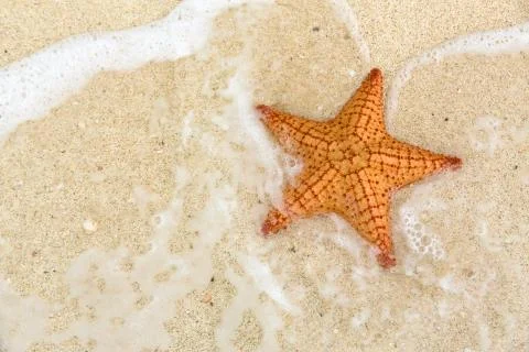 Starfish Stock Photos