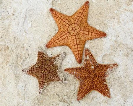 Starfish Stock Photos