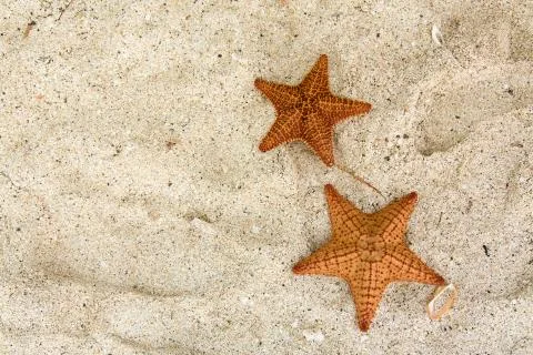 Starfish Stock Photos