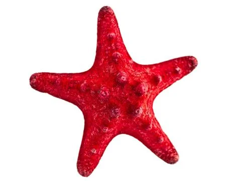 Starfish. Stock Photos