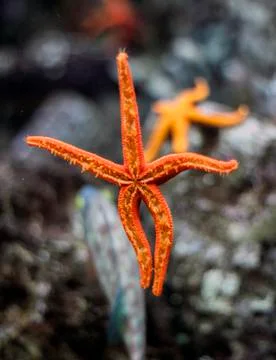 Starfish Stock Photos