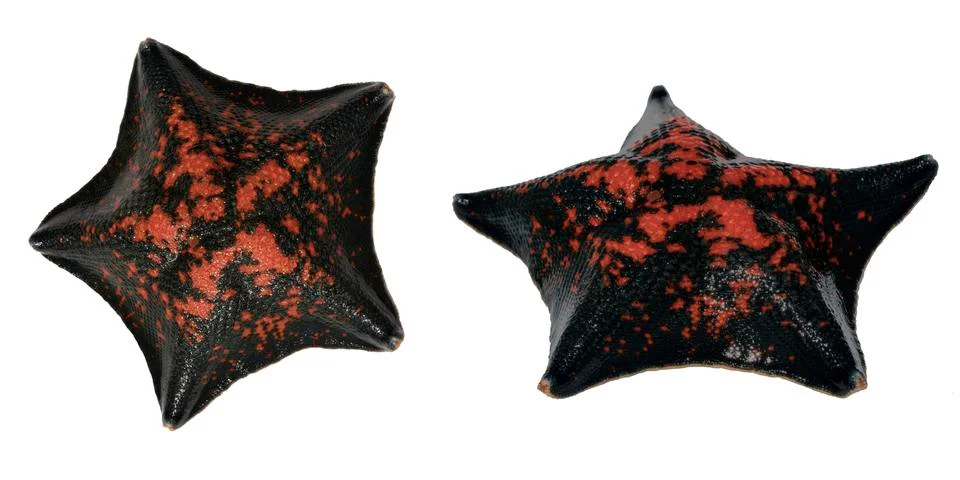 Starfish 스톡 사진