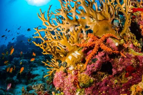 Starfish Stock Photos