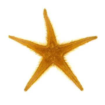 Starfish Stock Photos