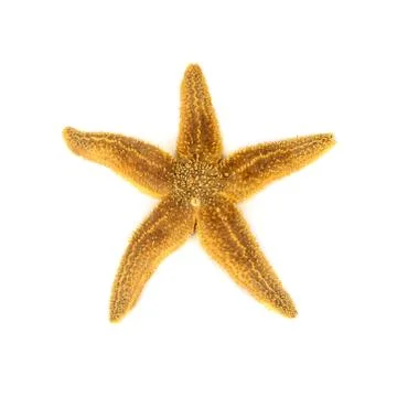 Starfish Stock Photos