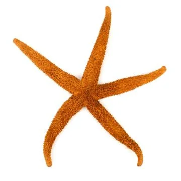 Starfish Stock Photos