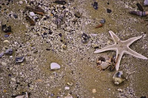 Starfish Stock Photos