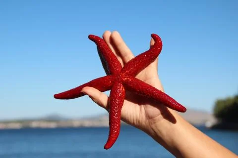 Starfish Stock Photos