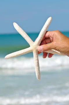 Starfish Stock Photos