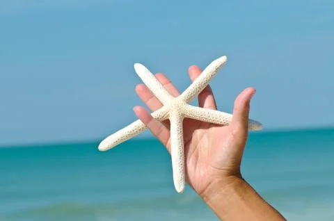 Starfish Stock Photos