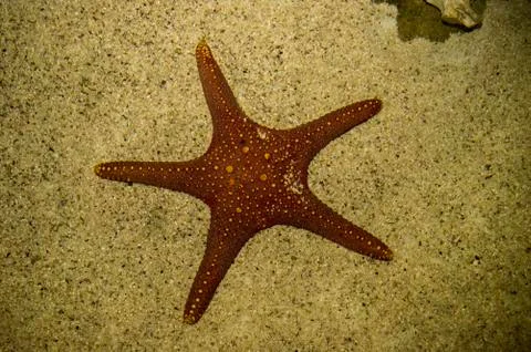Starfish Stock Photos