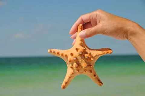 Starfish Stock Photos