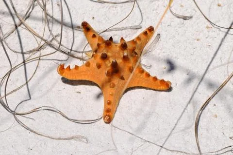 Starfish Stock Photos