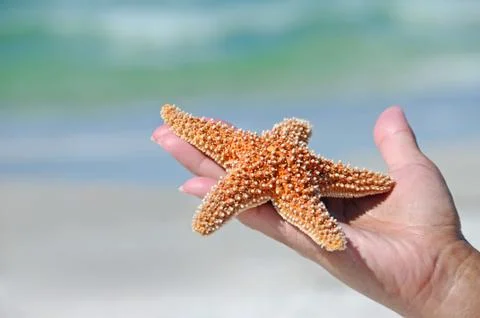 Starfish Stock Photos