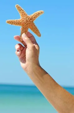 Starfish Stock Photos