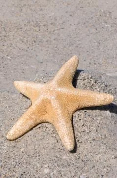 Starfish Stock Photos