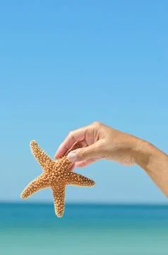 Starfish Stock Photos