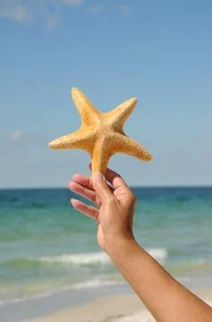 Starfish Stock Photos