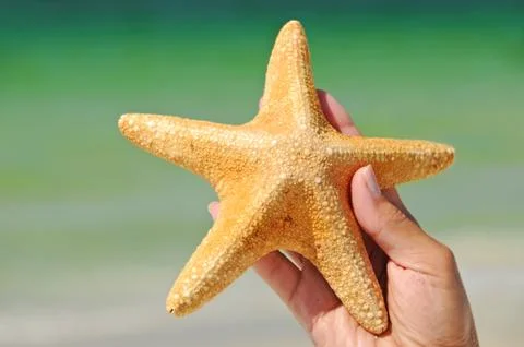 Starfish Stock Photos