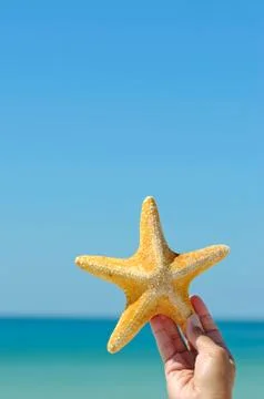 Starfish Stock Photos