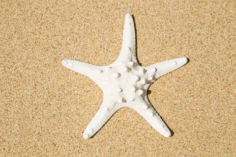 Starfish 스톡 사진