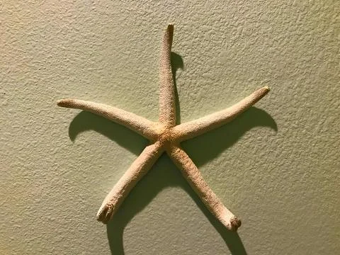 Starfish Stock Photos