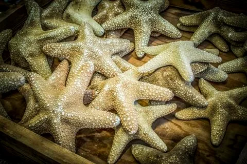 Starfish Foto stock