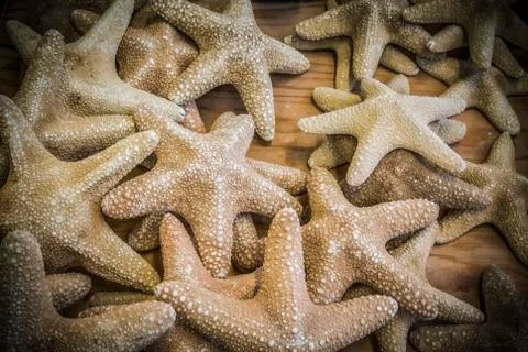 Starfish Stock Photos
