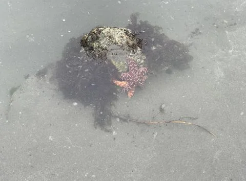 Starfish Stock Photos