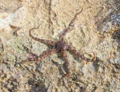 Starfish Stock Photos
