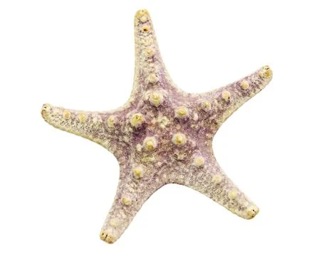 Starfish 스톡 사진