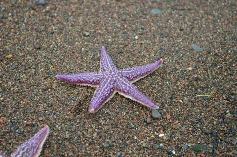 Starfish Stock Photos