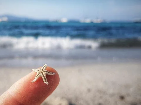 The  starfish Stock-Fotos