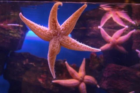 Starfish Stock Photos