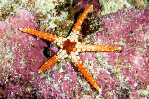 Starfish Stock Photos